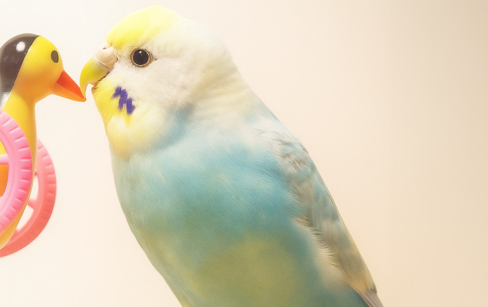 小動物の引っ越し完全ガイド